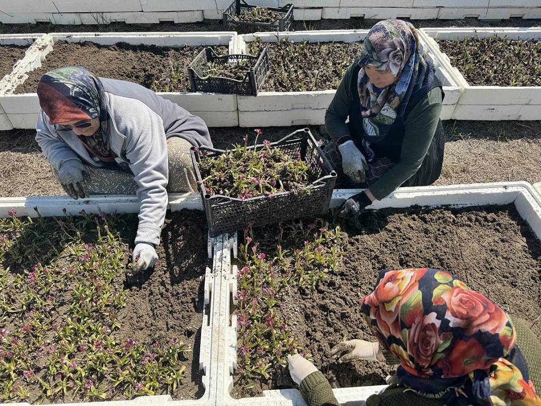O kentte özel izinle üretiliyor: Tanesi 700 TL! Hasat başladı, üreticinin yüzü gülüyor 12